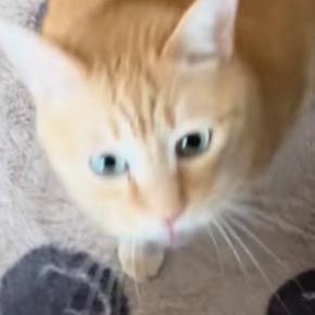 出かけようと準備を始めたら、猫がやってきて…とんでもなく尊い『引き止め方』に「出かけられなくなっちゃう」「キュンときた」と27万再生
