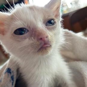 １週間生きられるかわからなかった『ボロボロの子猫』をお世話した結果…涙あふれる光景に20万いいね「愛情が伝わってくる」「泣いちゃう」