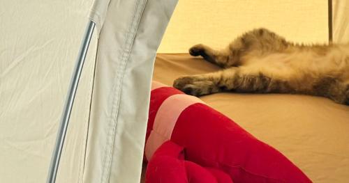 テントの中のしまちゃん
