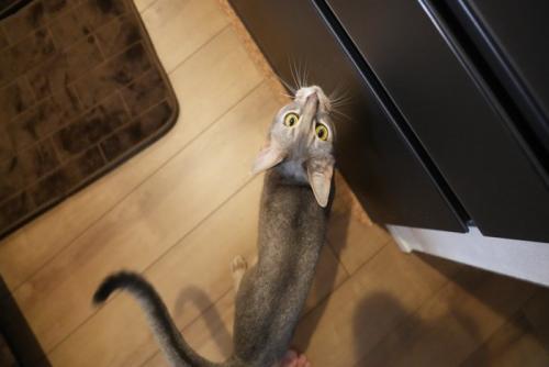 キッチンでご飯を要求する猫