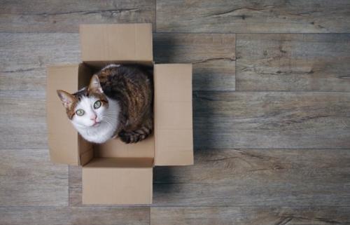 箱の中から見上げる猫