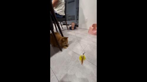 猫じゃらし遊び