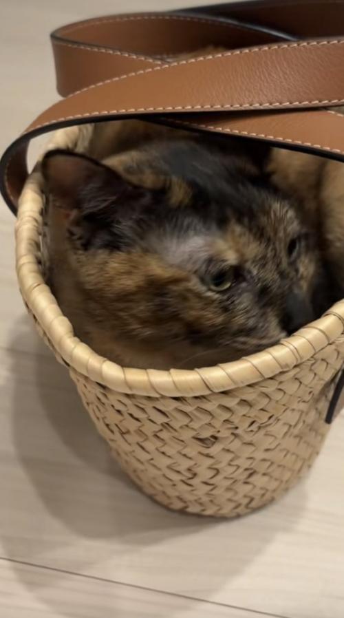 かごに入っている猫の写真2