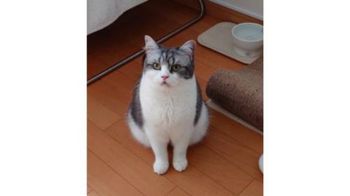 室内にいる猫