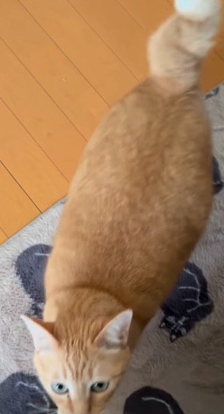 飼い主の足を見つめる猫