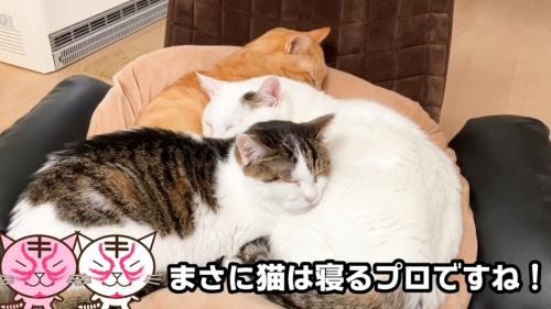 くっついて寝ている三匹の猫