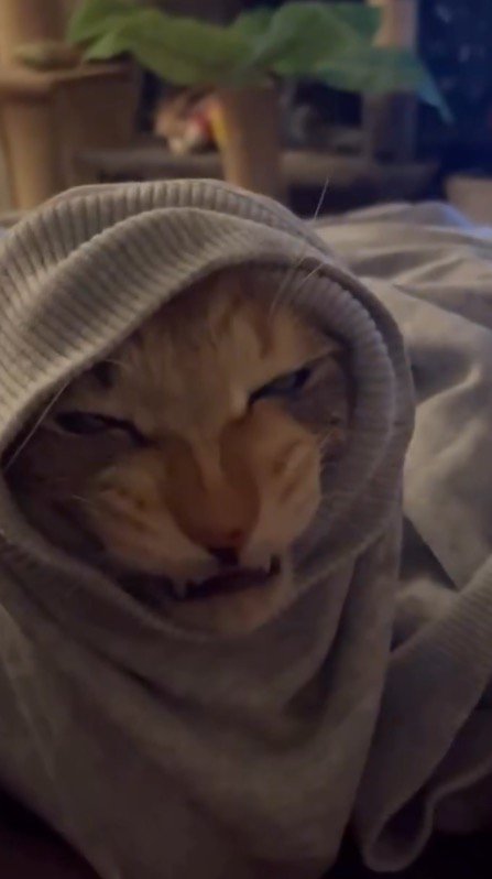 袖口から顔を出して不機嫌そうな顔をする猫