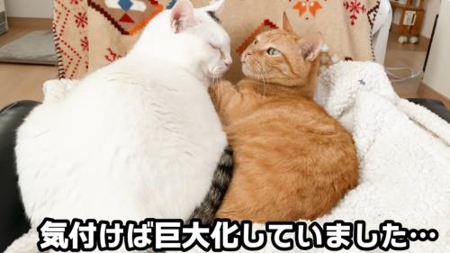 くっついて寝ている二匹の猫