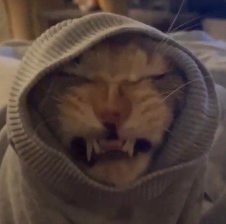 袖口に顔がはまって怒る猫