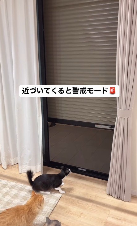 シャッターを見る猫たち