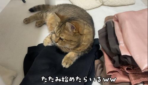 座る猫