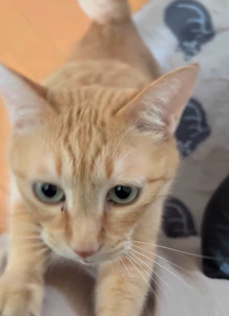 抱っこしてほしそうに、飼い主の足に前足をかける猫
