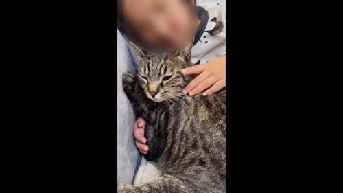 くっつくももまるちゃん