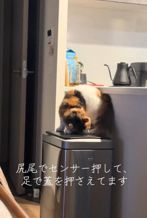 四苦八苦する猫