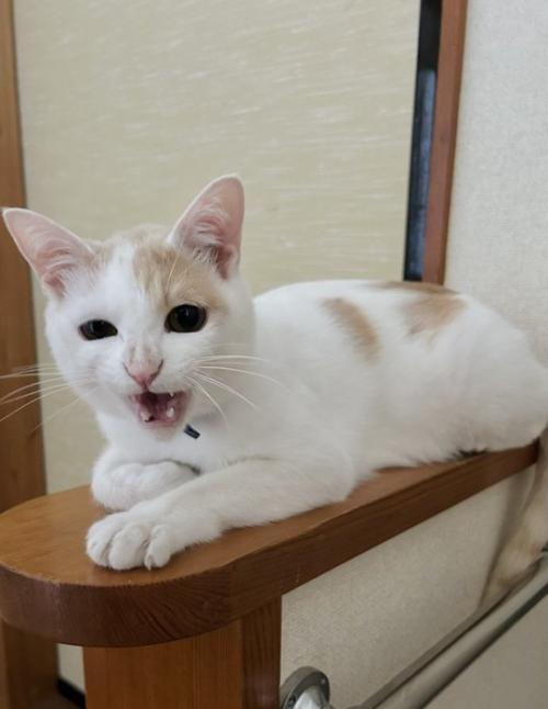 口を開けている猫