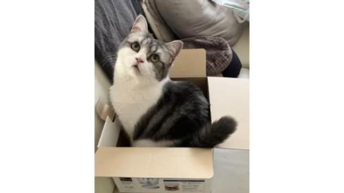 室内にいる猫