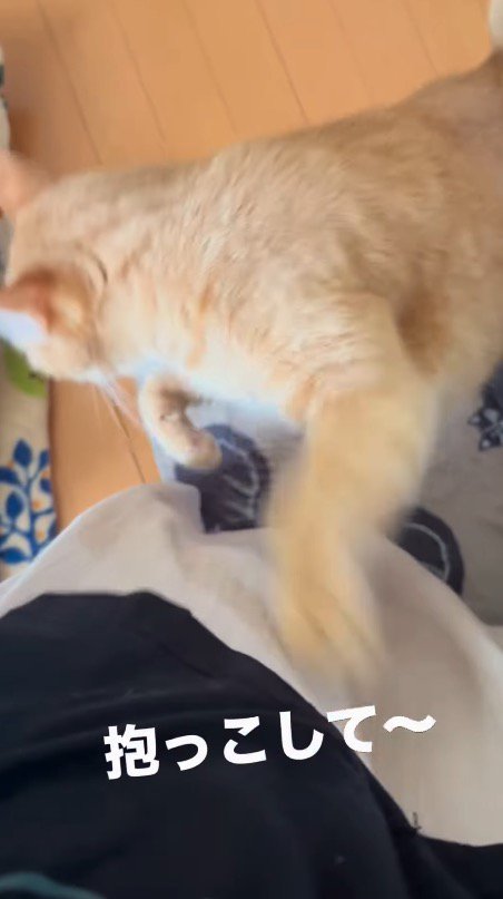 飼い主の足から離れる猫