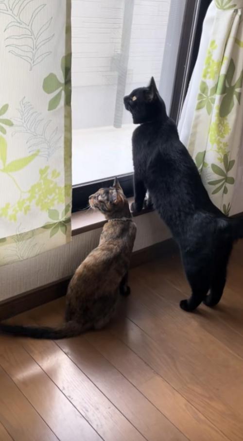 窓の外を眺めている猫の写真1