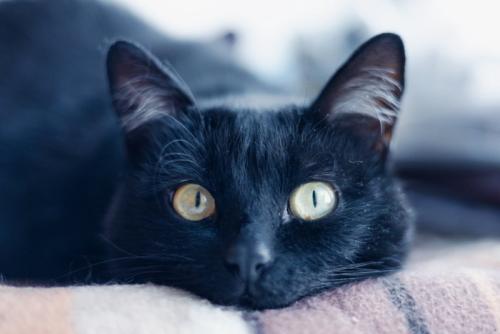 じっと見つめる猫