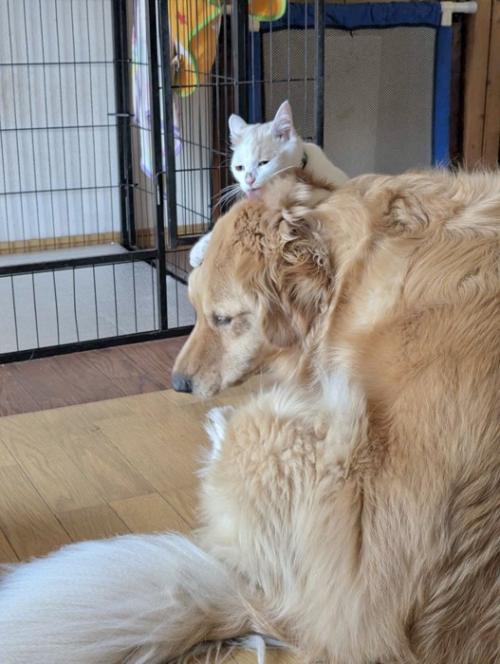 犬と猫