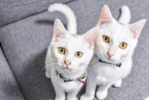 ソファの上から見つめる2匹の猫