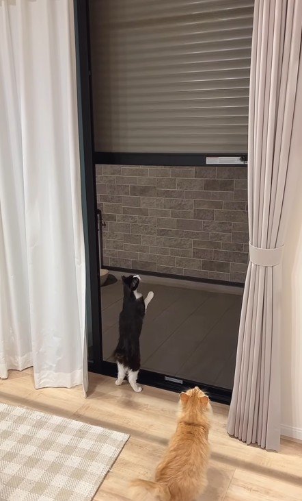 シャッターを見る猫たち
