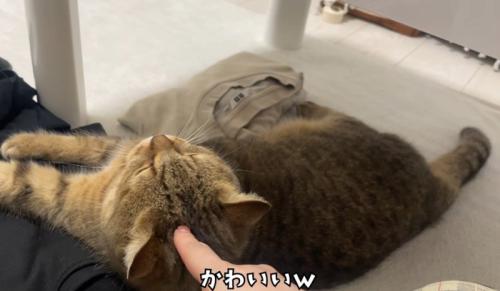 押されてる猫