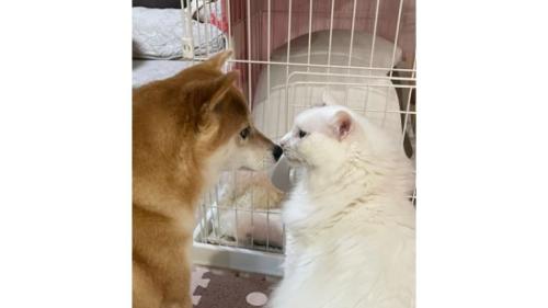 猫と犬