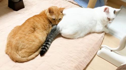 猫のおしりを枕にしている猫