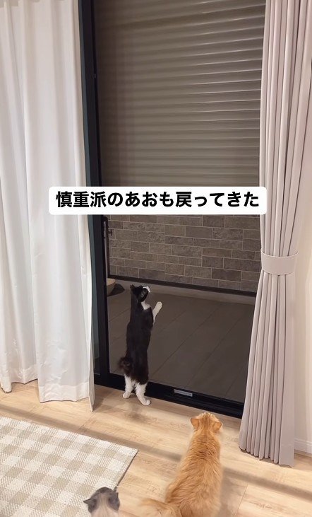 シャッターを見る猫たち