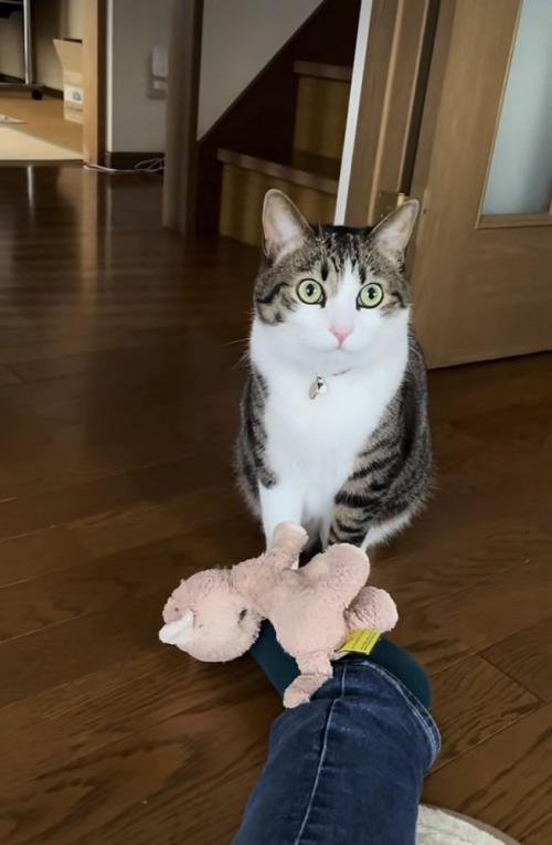 飼い主さんの足の上にぬいぐるみを置くキジ白猫
