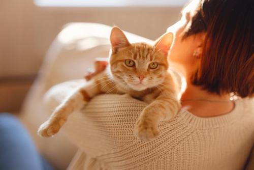 茶猫