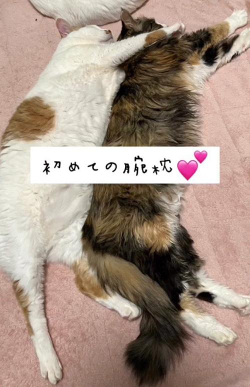 並んで寝る猫