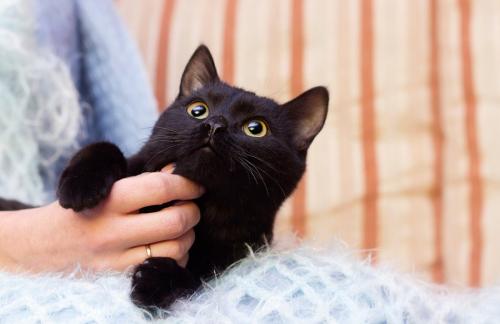 撫でられる黒猫