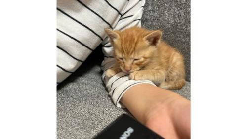 眠る子猫