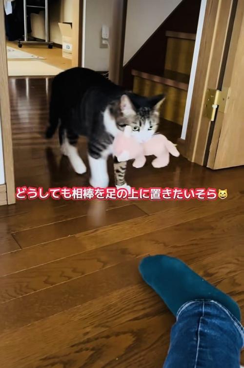 ぬいぐるみを運ぶキジ白猫