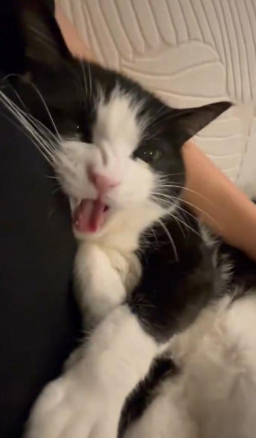 怒って鳴く猫