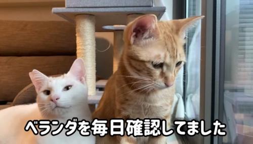 窓際に座っている2匹の猫