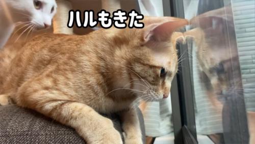 ベランダの虫を見ている2匹の猫