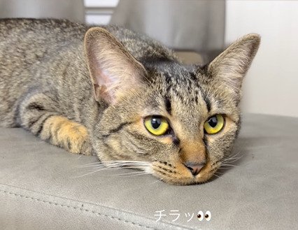 飼い主を見る猫