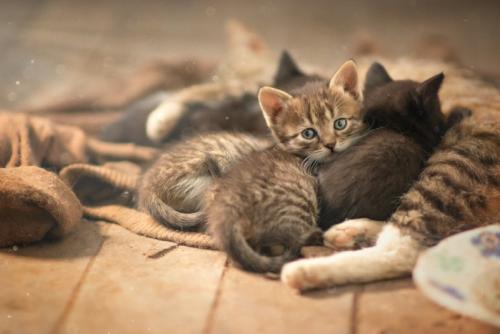 母猫のもとに集まる子猫たち