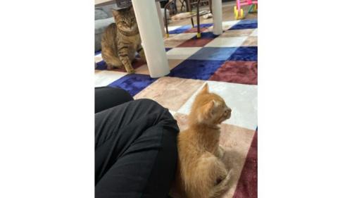 室内にいる猫