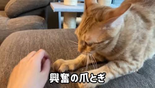 ソファで爪とぎする猫