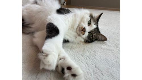 室内にいる猫