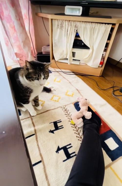 飼い主さんの足の上にぬいぐるみを置くキジ白猫