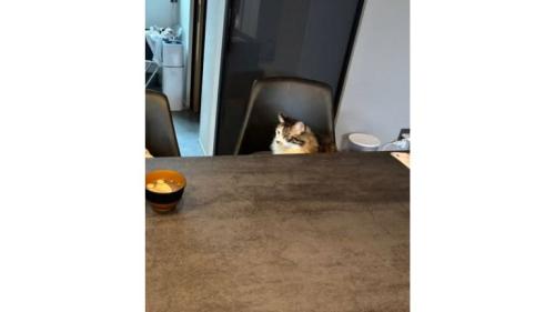 テーブルと猫