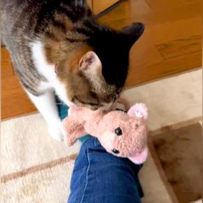 お気に入りのぬいぐるみを運ぶ猫→飼い主の足の上に…想定外な『ほっこりする行動』が31万再生「理由が知りたすぎる」「ゆっくり乗せてる」