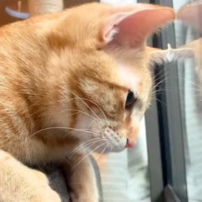 ベランダに『カナブン』を見つけた猫→どうしても近くに行きたくて…尊すぎる『一生懸命な光景』に反響「癒される」「尋常じゃないおしゃべり」