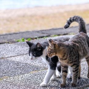 愛猫はスーパー・フレンドリー♡「別宅」7軒をもち、「相棒猫」と近所を遊び回る楽しい毎日