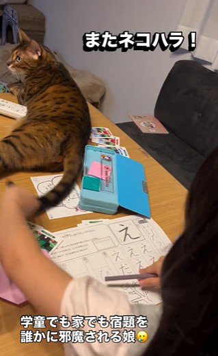 宿題をしている子どもと目の前で横になっている猫